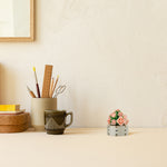 succulent that looks like a rose