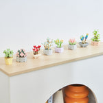 Succulents